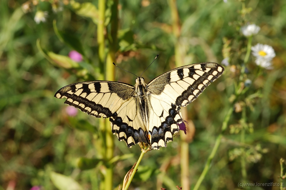 Papilio machaon (Macaone).jpg